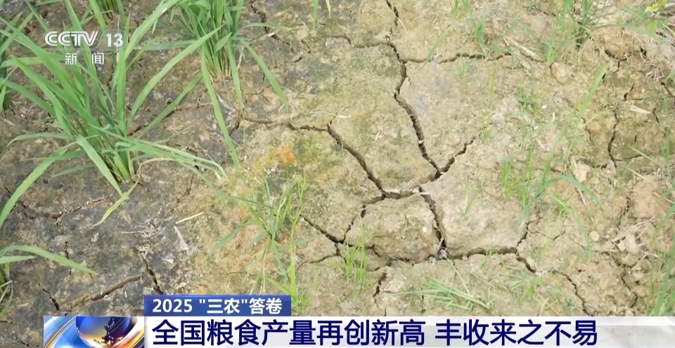 视频丨1.43万亿斤!为何今年全国粮食产量再创新高?