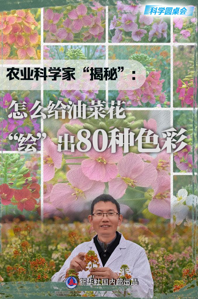 科学圆桌会丨农业科学家“揭秘”:怎么给油菜花“绘”出80种色彩