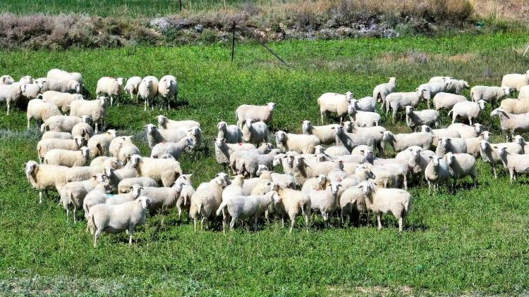 “丝路IP 机遇中国”|外国网红博主打卡“镍都”金昌 见证新城“破圈”成长_fororder_d3bf9a20708b7f2011dfaed431ec5c2c