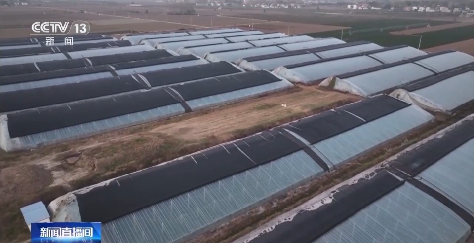 视频丨寒潮“拍了拍”南方:露地果蔬需防冻