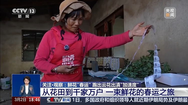 从花田到千家万户 这是一束云南鲜花的“春运之旅”