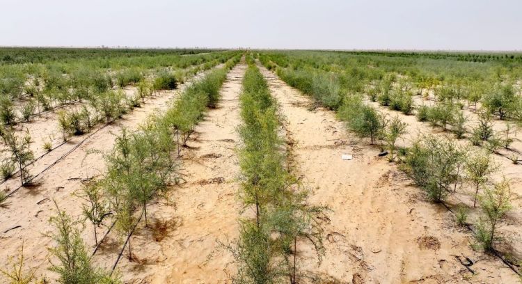 沙漠南缘,他们种出“绿色梯田”