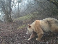 珍稀身影再度现身:全球唯一野生白色大熊猫亮相四川卧龙