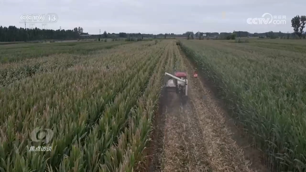 焦点访谈|秋粮抢收抢烘 这场“保卫战”如何打好?