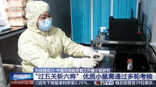 视频丨300只中选拔4只 想当“太空小鼠”也要“过五关斩六将”