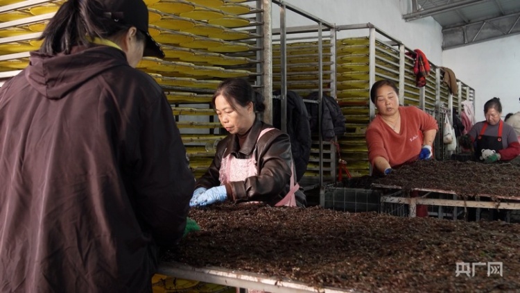 行进的海岸线|从“毛竹海”到“玻璃杆” “中国紫菜之乡”撬动十亿元产业