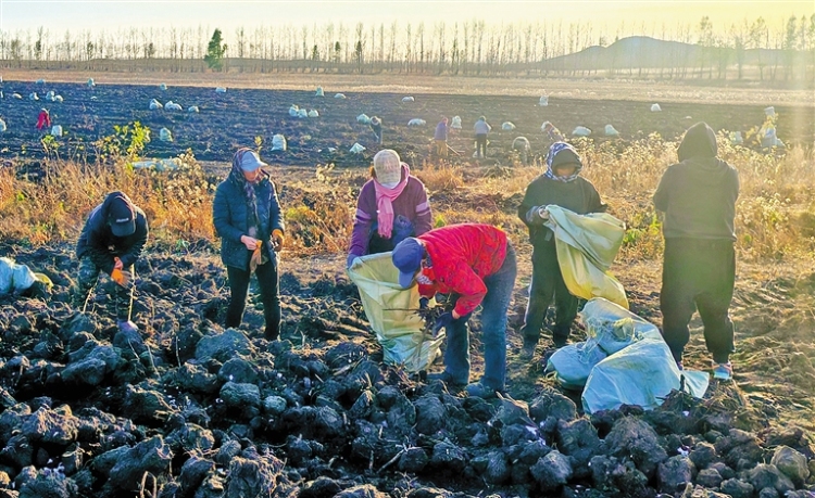 首批“寒地金根”采收上市_fororder_4