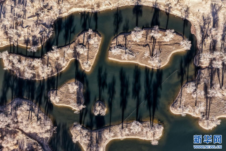 美丽中国丨额济纳:晚秋胡杨美_fororder_新华7