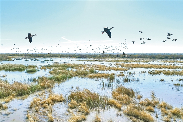 兴安盟:三万候鸟云集科尔沁_fororder_兴安4