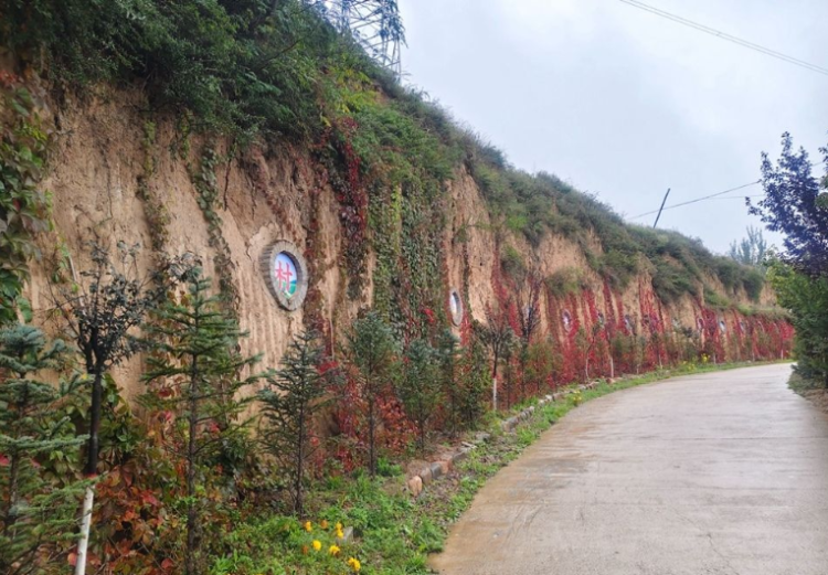 天水秦安:“三色花径”铺就乡村振兴“美丽底色”_fororder_11