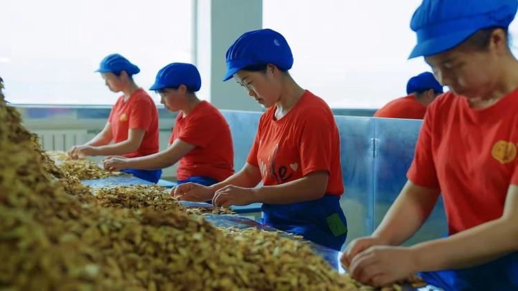 甘肃岷县:打造中药材全产业链金字招牌_fororder_b85fa073789a4dbd6d534a352e33d5a3