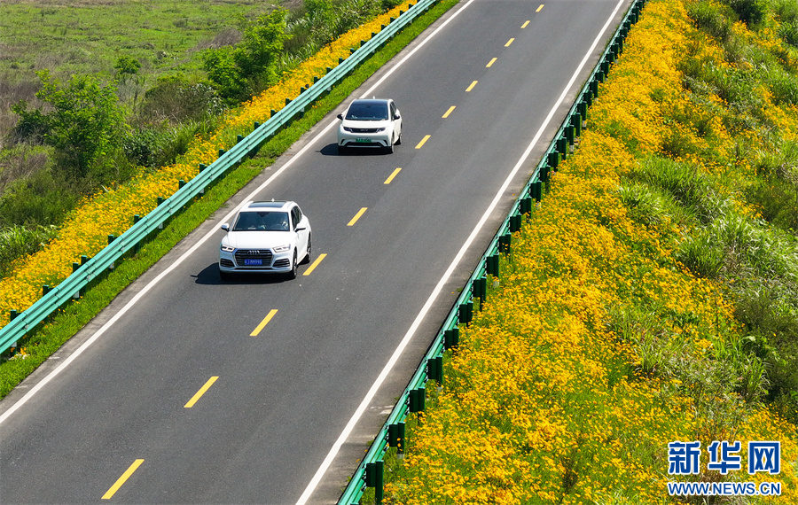 安徽休宁:一路芬芳一路景