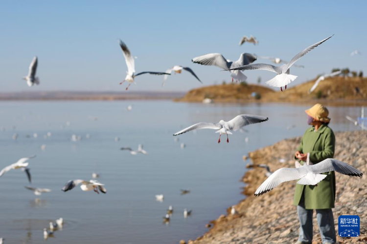 秋日乌海 人鸥同乐_fororder_20251101795fe1fe5c27464893f63c839e055b43_20251101525a2d9cfab64111977af13c5eb8b9fa