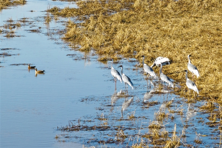 兴安盟:三万候鸟云集科尔沁_fororder_兴安3