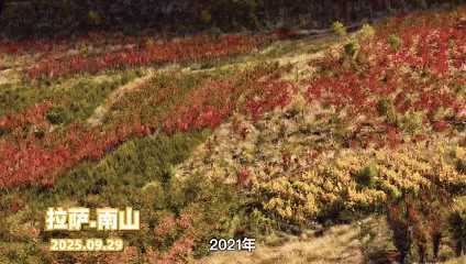 植观西藏四季丨定格拉萨南北山的秋,看“染林"如何“实归”