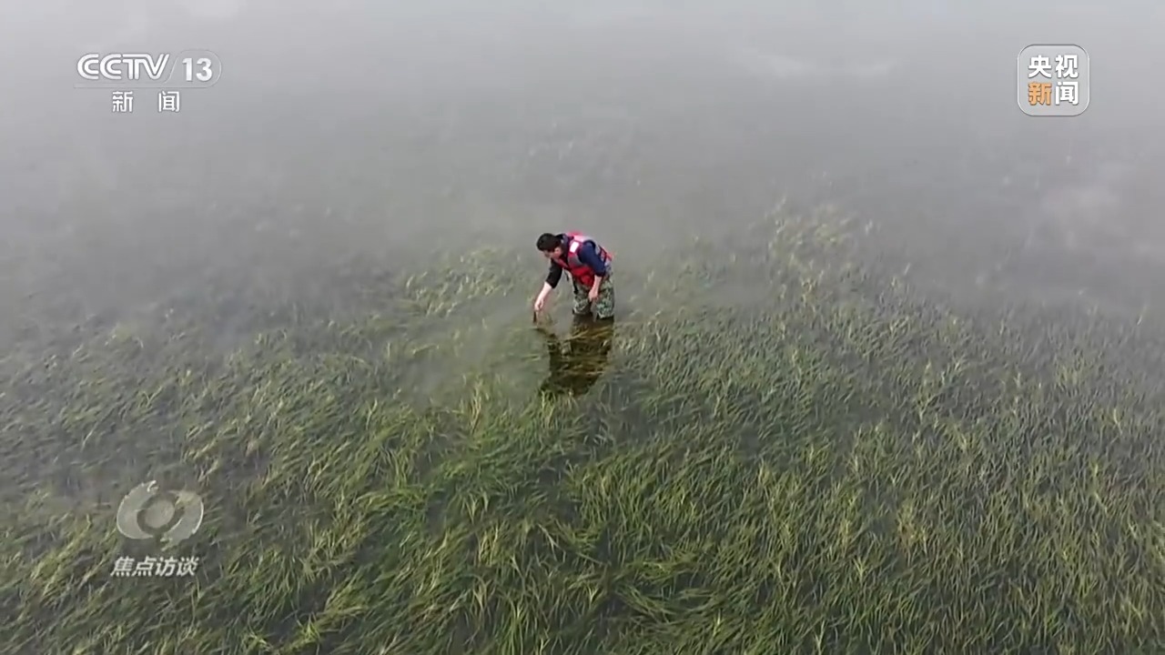 焦点访谈丨保护海洋生态 守好人海和谐的蓝色家园