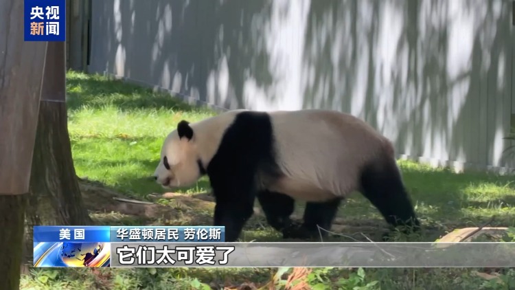 视频丨美民众热烈期盼大熊猫重返亚特兰大