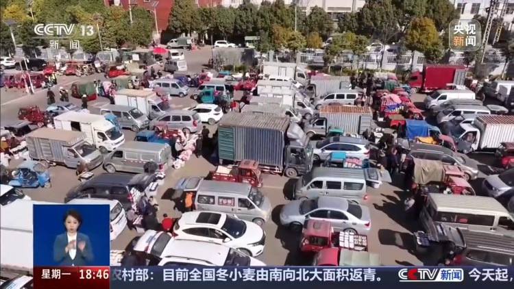 从花田到千家万户 这是一束云南鲜花的“春运之旅”