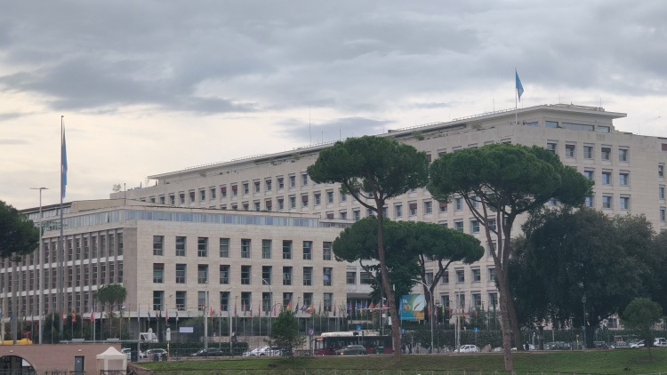 联合国粮农组织:过去30多年全球农业因灾损失超3万亿美元