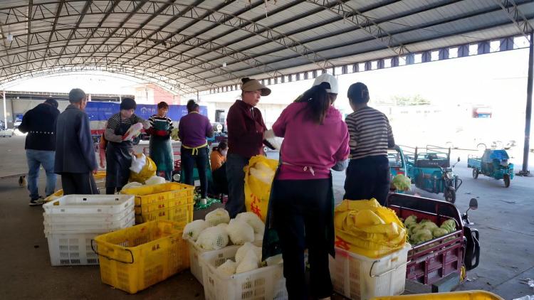 临夏永靖:昔日“黄河滩”今朝“菜篮子” 湟水河畔的绿色“脉动”_fororder_4