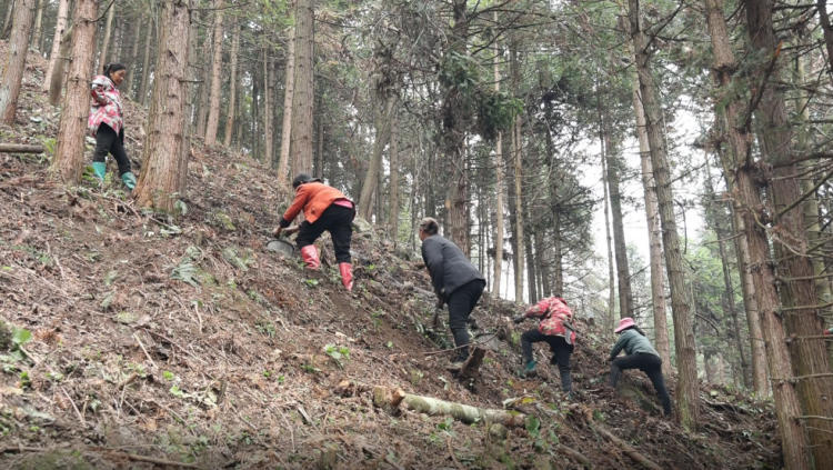 湖南新宁盘活山林“绿色家底” 做优富民“增收产量”_fororder_2