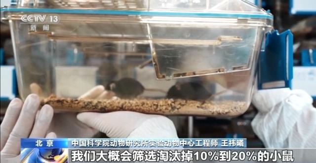 视频丨300只中选拔4只 想当“太空小鼠”也要“过五关斩六将”