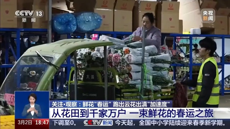 从花田到千家万户 这是一束云南鲜花的“春运之旅”