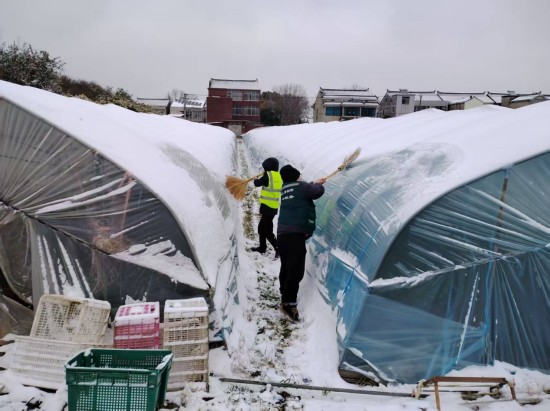 暴雪突至护农忙 中国人寿财险泰州公司启动应急预案筑牢农业生产“安全盾”_fororder_图片 1