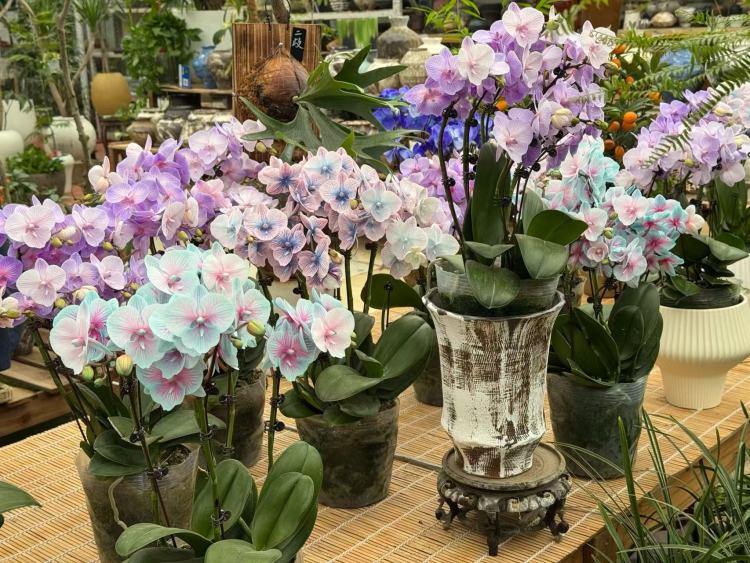 春节临近,年宵花市场升温!品种上新,清新小众成流行新趋势_fororder_微信图片_20260130093129_686_239