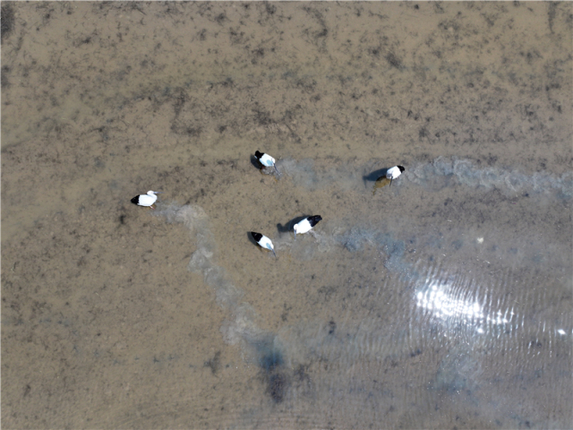 东方白鹳现身赣榆沿海湿地_fororder_20250606_091845_007