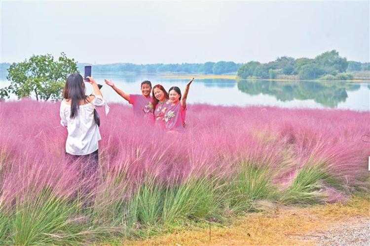 无锡:粉黛秋韵_fororder_1