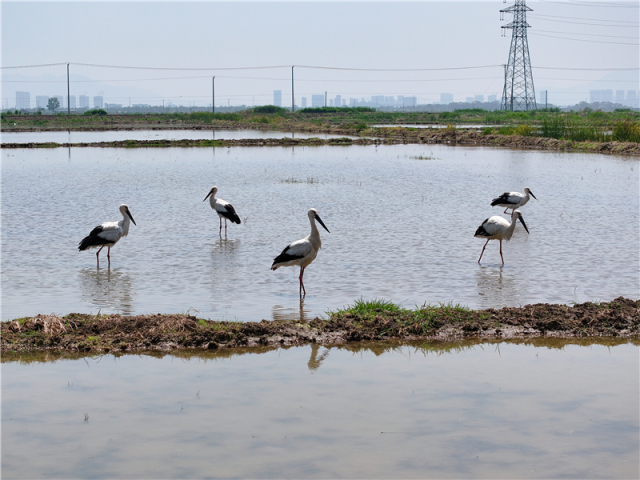 东方白鹳现身赣榆沿海湿地_fororder_20250606_091845_006