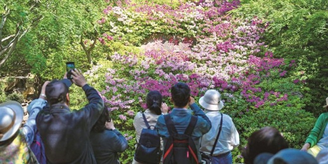 无锡惠山古镇杜鹃花迎来盛花期