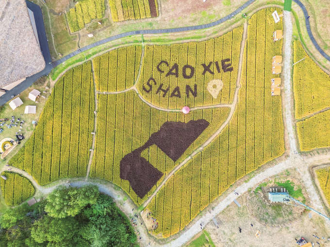 草鞋山开启丰收嘉年华_fororder_微信图片_202510310934141