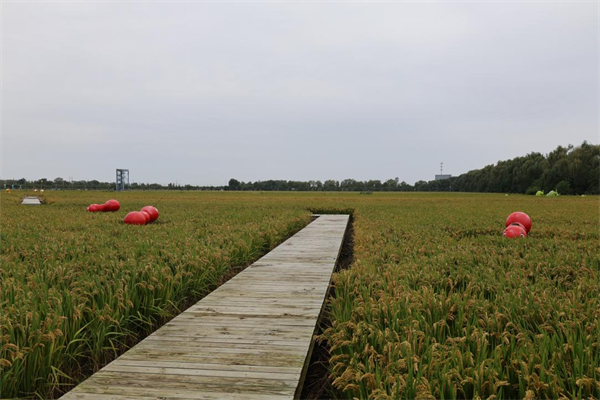 文艺赋美 盐城东台绘就乡村振兴新图景_fororder_9