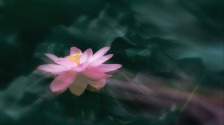 南京：莫愁荷花開(kāi) 夏意滿(mǎn)塘來(lái)