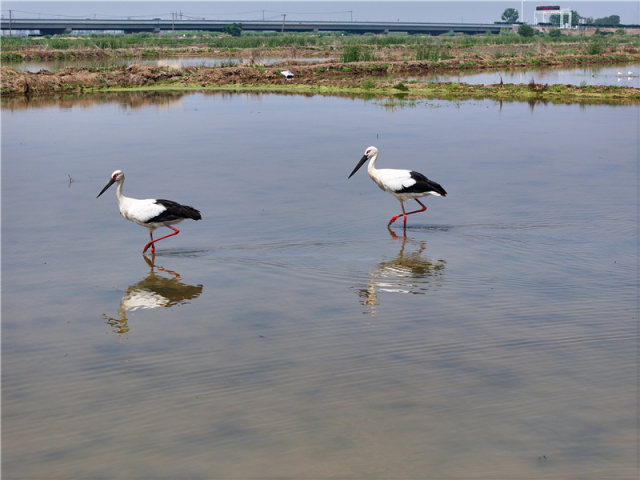 东方白鹳现身赣榆沿海湿地_fororder_20250606_091845_003