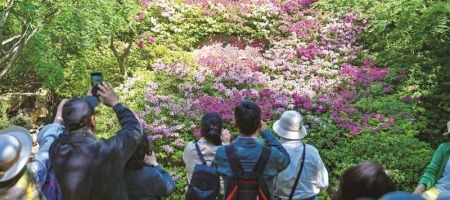 无锡惠山古镇杜鹃花迎来盛花期