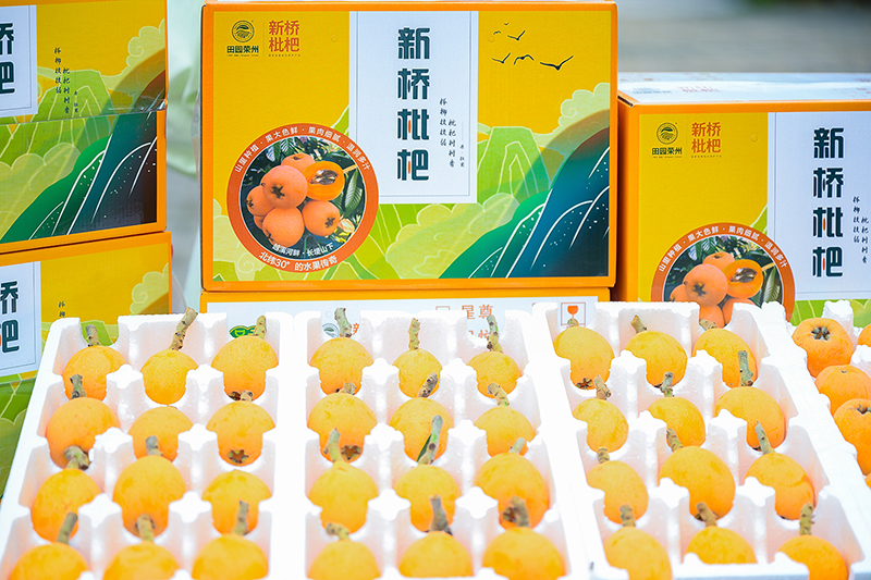 图片默认标题_fororder_6新桥枇杷(摄影-廖志全)