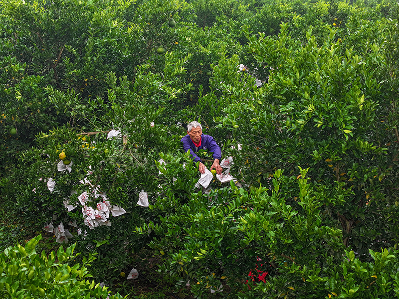 图片默认标题_fororder_2025年10月29日,在四川省眉山市仁寿县藕塘镇明珠村铧锐柑橘园里,村民们正在给柑橘套袋。-(5)