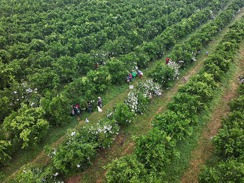 图片默认标题_fororder_2025年10月29日,在四川省眉山市仁寿县藕塘镇明珠村铧锐柑橘园里,村民们正在给柑橘套袋。-(6)