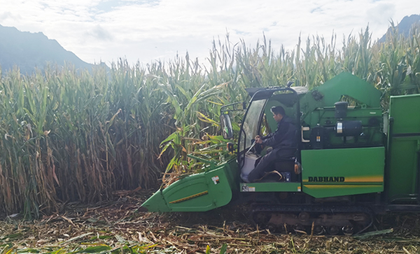 丹巴玉米产出新高:单亩1419.48公斤 刷新西南高产榜单_fororder_图片-2