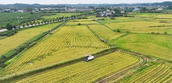 遂宁安居区1.4万亩再生稻喜迎丰收_fororder_未标题-1