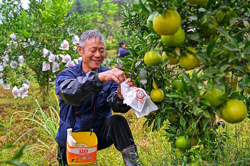 图片默认标题_fororder_2025年10月29日,在四川省眉山市仁寿县藕塘镇明珠村铧锐柑橘园里,村民们正在给柑橘套袋。-(1)