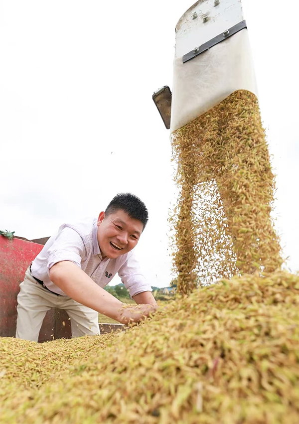 遂宁安居区1.4万亩再生稻喜迎丰收_fororder_未标题-2