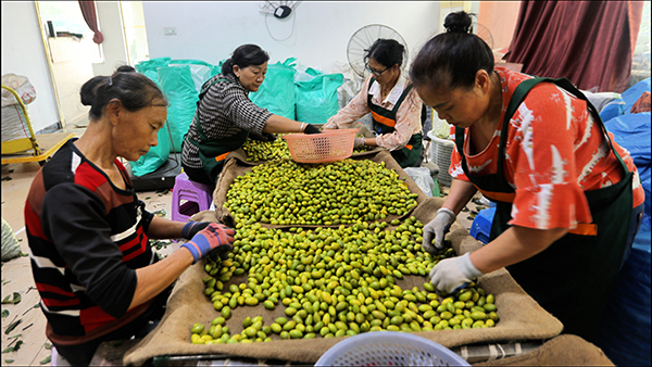 从10吨到1000吨 泸州合江橄榄出口实现“百倍跨越”_fororder_农户们筛选橄榄(摄影:王易)