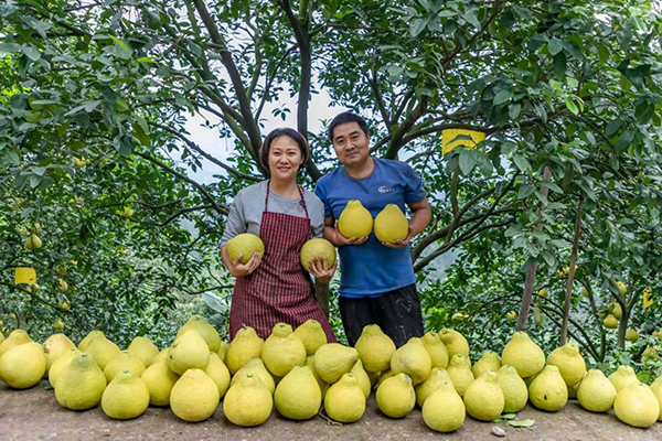 真龙柚的清甜 藏着怎样的合江密码?_fororder_农户展示自家真龙柚(摄影-吴明辉)