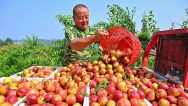 眉山仁寿：油桃喜丰收