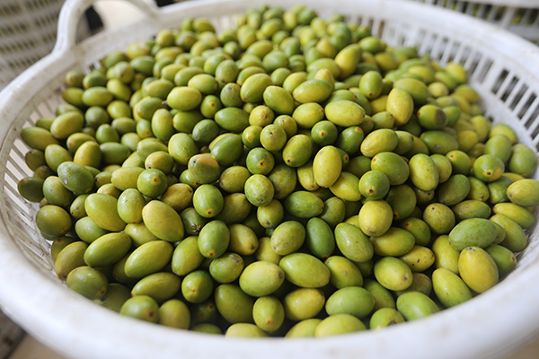 从10吨到1000吨 泸州合江橄榄出口实现“百倍跨越”_fororder_合江橄榄(摄影:王易)