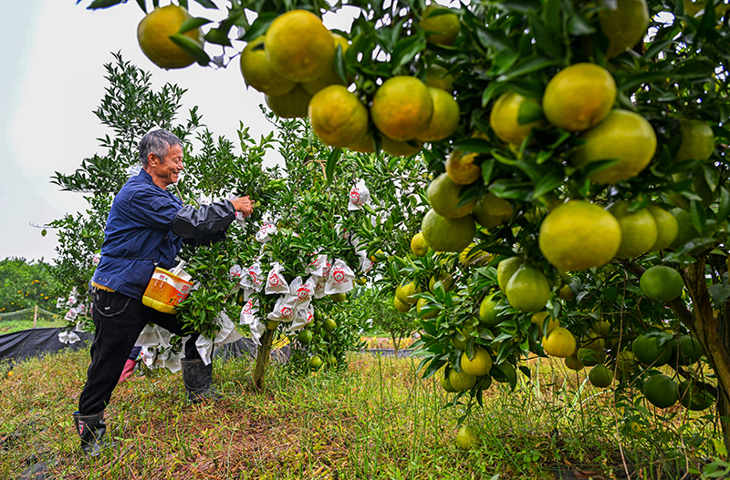 图片默认标题_fororder_2025年10月29日,在四川省眉山市仁寿县藕塘镇明珠村铧锐柑橘园里,村民们正在给柑橘套袋。-(10)